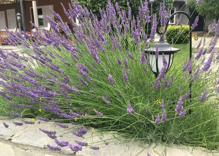 Kompleks wypoczynkowy Anchor Sinemorec